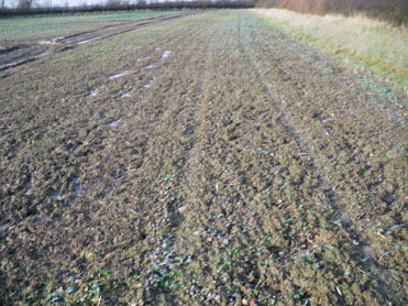 Rape seeded with Subsoiler and press rings 5-9-2010